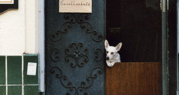 Schild "Geschlossene Gesellschaft" an halb geschlossener Tür, ein Hund schaut von innen nach draußen
