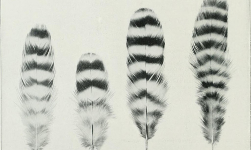 Das Bild zeigt vier Federn auf weißem Hintergrund.